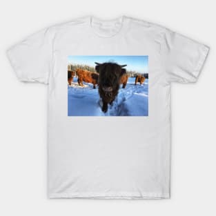 Scottish Highland Cattle Calf 1670 T-Shirt